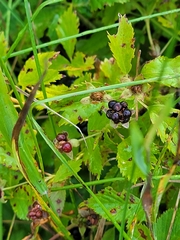 Rubus