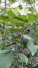 Alnus serrulata