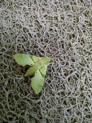 Proserpinus terlooii