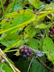 Rubus