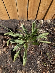 Coreopsis lanceolata