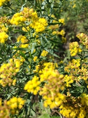 Euthamia graminifolia