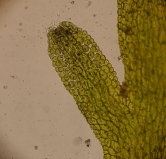 Riccardia multifida