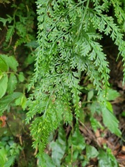 Asplenium ritoense