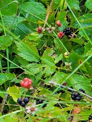 Rubus