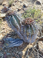 Euphorbia pillansii