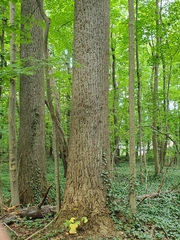 Liriodendron tulipifera