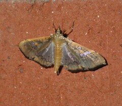 Maruca vitrata