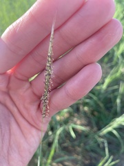 Bothriochloa laguroides