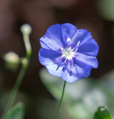 Evolvulus arizonicus