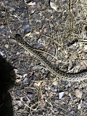 Pituophis catenifer catenifer
