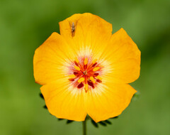 Kallstroemia grandiflora