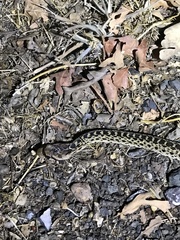 Pituophis catenifer catenifer