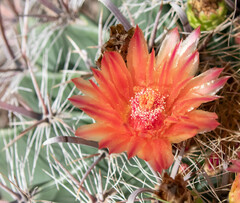 Ferocactus wislizeni