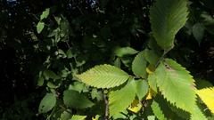 Ulmus thomasii