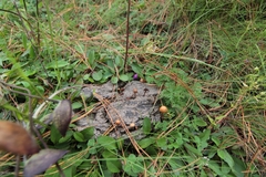 Deconica