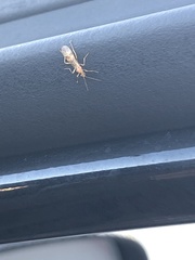 Brachyponera chinensis