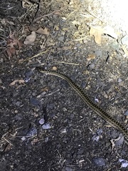 Pituophis catenifer catenifer