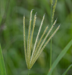 Chloris