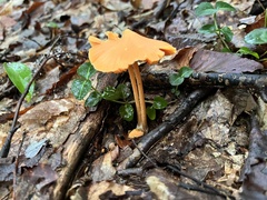 Entoloma quadratum