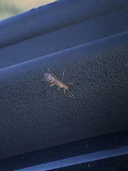 Brachyponera chinensis