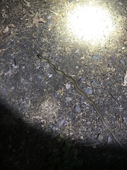 Pituophis catenifer catenifer