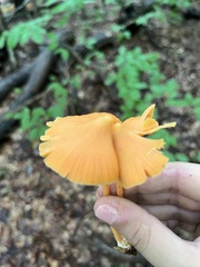 Entoloma quadratum