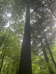 Quercus rubra