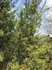 Juniperus pinchotii