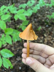 Entoloma quadratum