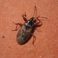 Gastrodes abietum