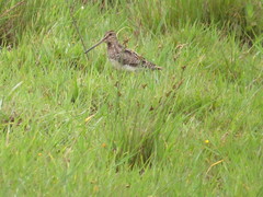 Gallinago paraguaiae