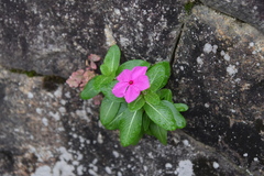 Catharanthus roseus