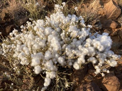 Eriocephalus ericoides