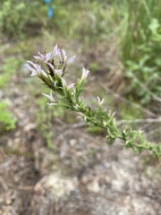 Liatris elegans