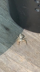 Hentzia