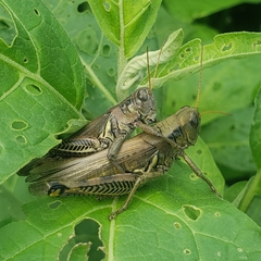 Melanoplus differentialis