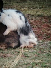 Oryctolagus cuniculus domesticus