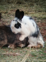 Oryctolagus cuniculus domesticus