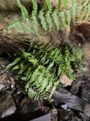 Dryopteris filix-mas