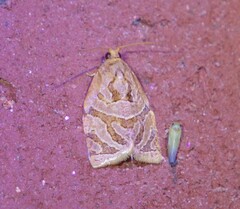 Adoxophyes privatana