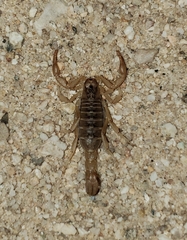Paravaejovis spinigerus