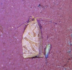 Adoxophyes privatana