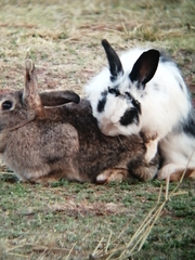 Oryctolagus cuniculus domesticus