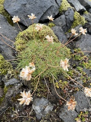 Armeria maritima
