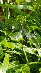 Lestes sponsa