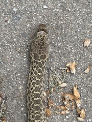 Pituophis catenifer catenifer