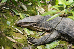 Varanus salvator macromaculatus