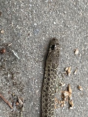 Pituophis catenifer catenifer