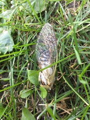 Megatibicen dealbatus